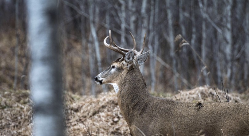 Special deer season set in Mississippi due to Chronic Wasting Disease