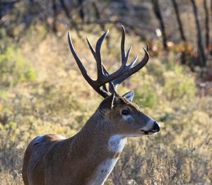 Special deer season set in Pontotoc County due to Chronic Wasting Disease